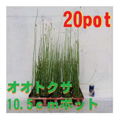 緑の力で地球を元気に!【オオトクサ】10.5cmポット　ビオトープ　生垣　寄せ植え　20鉢