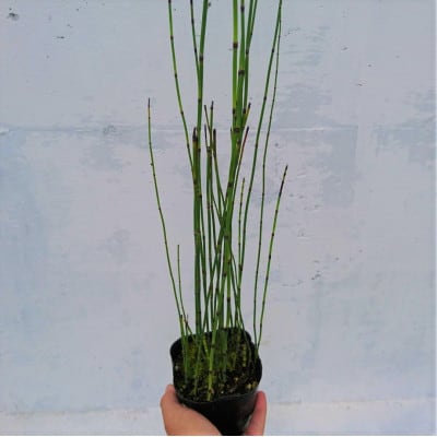 緑の力で地球を元気に!【オオトクサ】10.5cmポット　ビオトープ　生垣　寄せ植え　20鉢