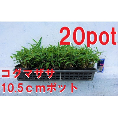 緑の力で地球を元気に!【コグマザサ】10.5cmポット　和風のお庭に　寄せ植え　20鉢