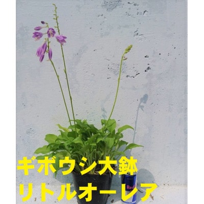 緑の力で地球を元気に!【リトルオーレア】15cmポット　ギボウシ　ホスタ　1鉢　日陰に彩りを