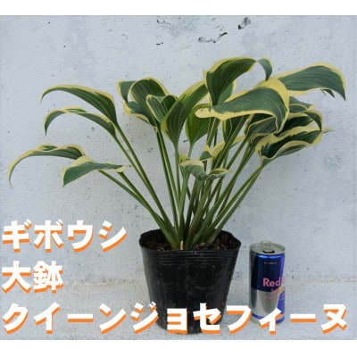 緑の力で地球を元気に!【クイーンジョセフィーヌ】15cmポット　ギボウシ　ホスタ　1鉢　日陰に彩り