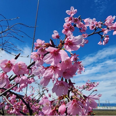 紅色の綺麗な桜　プリンセス雅　(庭木・果樹)