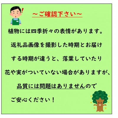 紅色の綺麗な桜　プリンセス雅　(庭木・果樹)