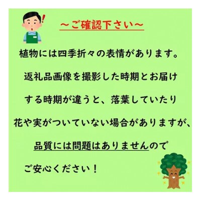 緑の力で地球を元気に!【オリーブ・ルッカ】シンボルツリー　21cmポット　丈夫で育てやすい　