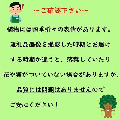 グレビレア ”ピーチアンドクリーム” 四季咲き品種 オージープランツ