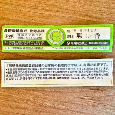 レモンの木 璃の香(りのか) 7号 オシャレな鉢カバー 自宅で収穫 PVP (ガーデニング用)