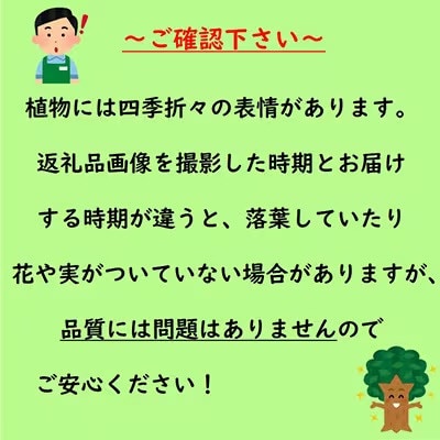 メラレウカ メディカルティーツリー 7号鉢