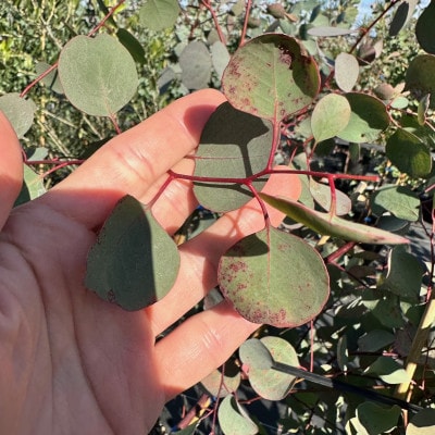 マルバユーカリの木 ポポラス 単木 7号(21cm) (ガーデニング用)