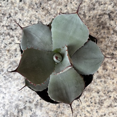 アガベ パリー トランカータ 5号鉢