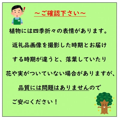 強くて育て易い　ラビットアイ系ブルーベリー　ガーデンブルー　(庭木・果樹)
