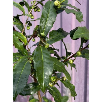 お家で茶摘み!お茶の木(ヤブキタ)