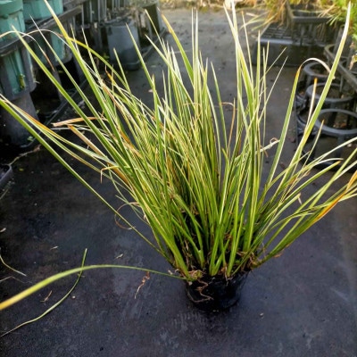 素敵な植物　斑入りセキショウ　10本セット
