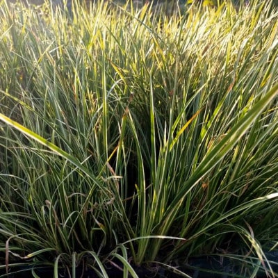 素敵な植物　斑入りセキショウ　10本セット