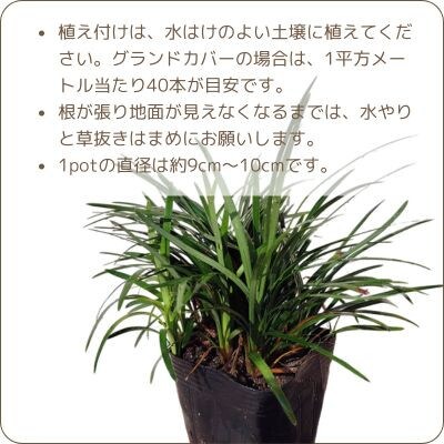 【産地直送】元気なタマリュウ【4月発送】80本セット[約2平方メートル分]