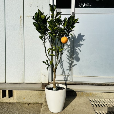 【2026年5月中旬頃から下旬発送】みかんの苗木 せとか 7号 鉢カバー 果樹苗(ガーデニング用)