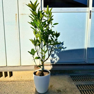 【2026年5月中旬頃から下旬発送】みかんの苗木 せとか 7号 鉢カバー 果樹苗(ガーデニング用)