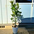 自宅で収穫 みかんの木 せとか 7号 オシャレな鉢カバー 果樹苗(ガーデニング用)