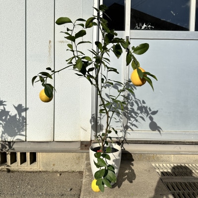 �y2026�N5�����{�`�����z�������̖� �}�C���[������7�����J�o�[���t���̂����i��(�K�[�f�j���O�p)