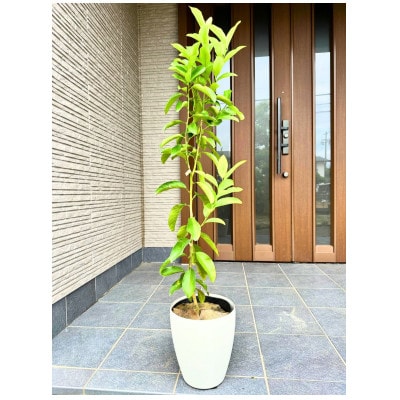 【2026年5月中旬以降発送】レモンの木 璃の香(りのか) 7号鉢カバー PVP(ガーデニング用)