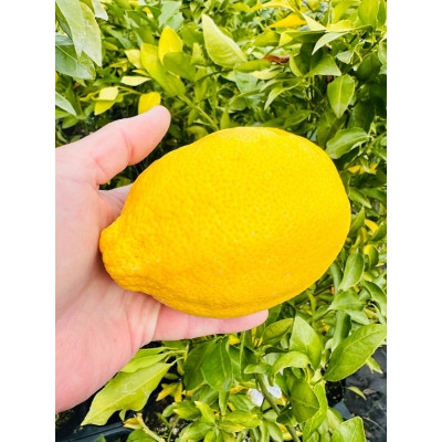 【2026年5月中旬以降発送】レモンの木 璃の香(りのか) 7号鉢カバー PVP(ガーデニング用)