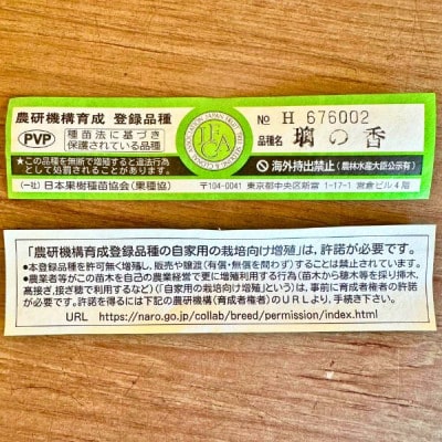 【2026年5月中旬以降発送】レモンの木 璃の香(りのか) 7号鉢カバー PVP(ガーデニング用)