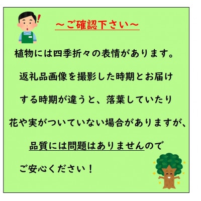 【2026年5月中旬以降発送】レモンの木 璃の香(りのか) 7号鉢カバー PVP(ガーデニング用)