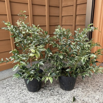 ヒサカキ　残雪　5号鉢　2本セット