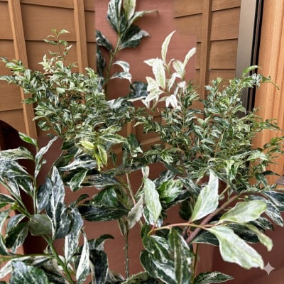 ヒサカキ　残雪　5号鉢　2本セット