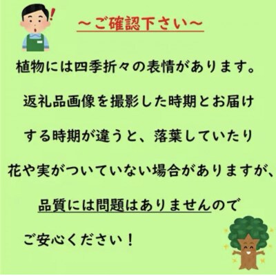 ヒサカキ　残雪　5号鉢　2本セット