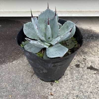 美しいシルバーブルー アガベ パリー トランカータ 7号鉢