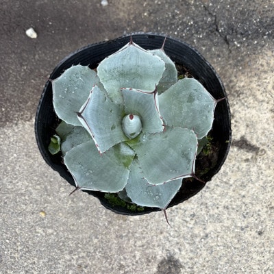 美しいシルバーブルー アガベ パリー トランカータ 7号鉢