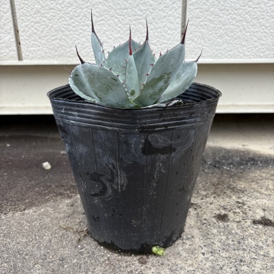 美しいシルバーブルー アガベ パリー トランカータ 7号鉢