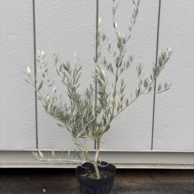 【一本で実がつく】シルバーリーフが美しい オリーブ ピクアル 7号鉢