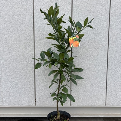 濃厚な甘み 赤いみかん 「小原紅早生」 7号鉢