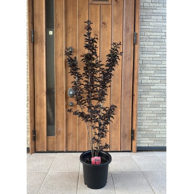 輝くブラックリーフが美しいサルスベリ赤花 8号(24cm)ガーデニング鉢