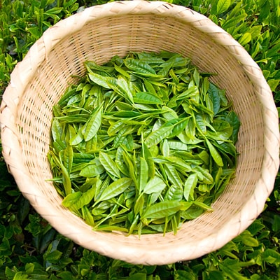 鈴鹿山麓　減糖番茶(ティーバッグ10袋セット)