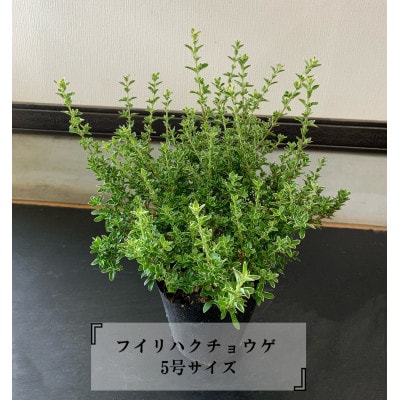 フイリハクチョウゲ　5号サイズ(15cm)　2本セット