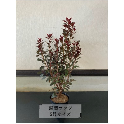 銅葉ツツジ　5号サイズ(15cm)　2本セット