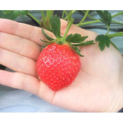 三重県鈴鹿市　とちおとめ　24粒