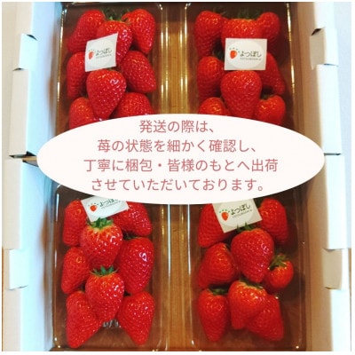 2027冬先行予約!朝採り「よつぼし」200g×4パック　1月以降順次発送