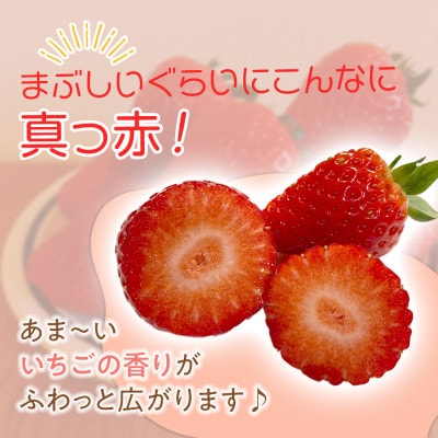 2027冬先行予約!朝採り「よつぼし」200g×4パック　1月以降順次発送