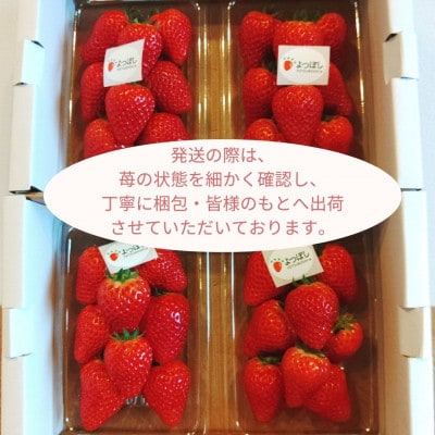 2026冬先行予約!よつぼし　いちご　     200g×4パック　三重県　鈴鹿市産