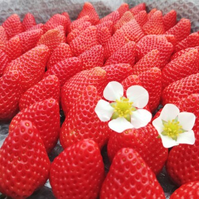 春いちご　よつぼし　200g×4パック　みえの安心食材認証