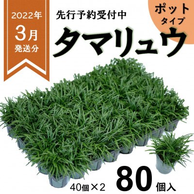 【2022年3月発送】タマリュウ80個 ポット【三重県産】