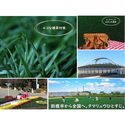 【2022年3月発送】タマリュウ80個 ポット【三重県産】