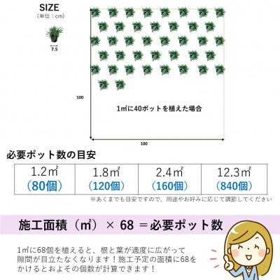 【2022年3月発送】タマリュウ80個 ポット【三重県産】