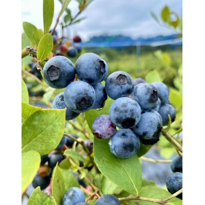 鈴鹿山麓ブルーベリー(冷凍) 200g×2パック