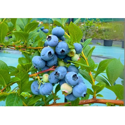 鈴鹿山麓ブルーベリー(冷凍) 200g×4パック
