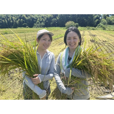 米　コシヒカリ　白米　4kg