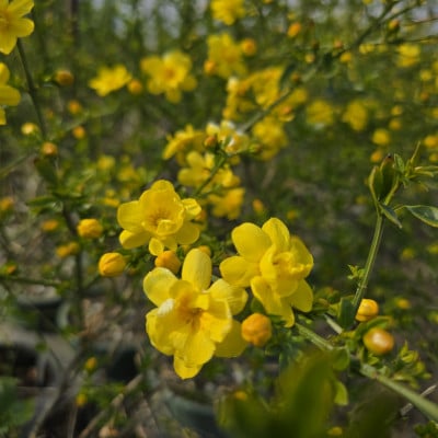 黄色い八重咲の綺麗な花がたくさん咲く　雲南黄梅